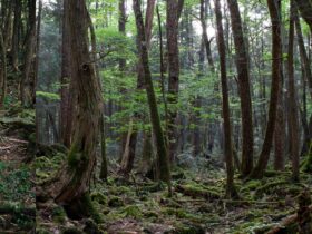 Hutan Aokigahara: Misteri, Sejarah, dan Fakta di Balik Hutan Terkenal di Jepang