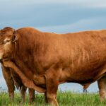 Sapi Chianina: Asal Usul, Ciri Khas, dan Keunggulannya sebagai Sapi Terbesar di Dunia