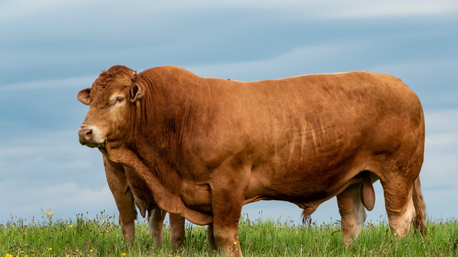 Sapi Chianina: Asal Usul, Ciri Khas, dan Keunggulannya sebagai Sapi Terbesar di Dunia