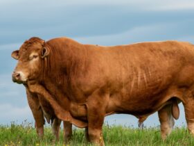 Sapi Chianina: Asal Usul, Ciri Khas, dan Keunggulannya sebagai Sapi Terbesar di Dunia