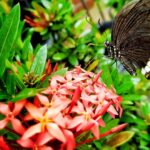 Simbiosis Mutualisme Artinya: Pengertian, Contoh, dan Peran Pentingnya dalam Kehidupan