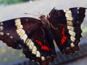 Sinopsis Sayap Sayap Patah: Kisah Haru Pengorbanan dan Cinta di Tengah Teror