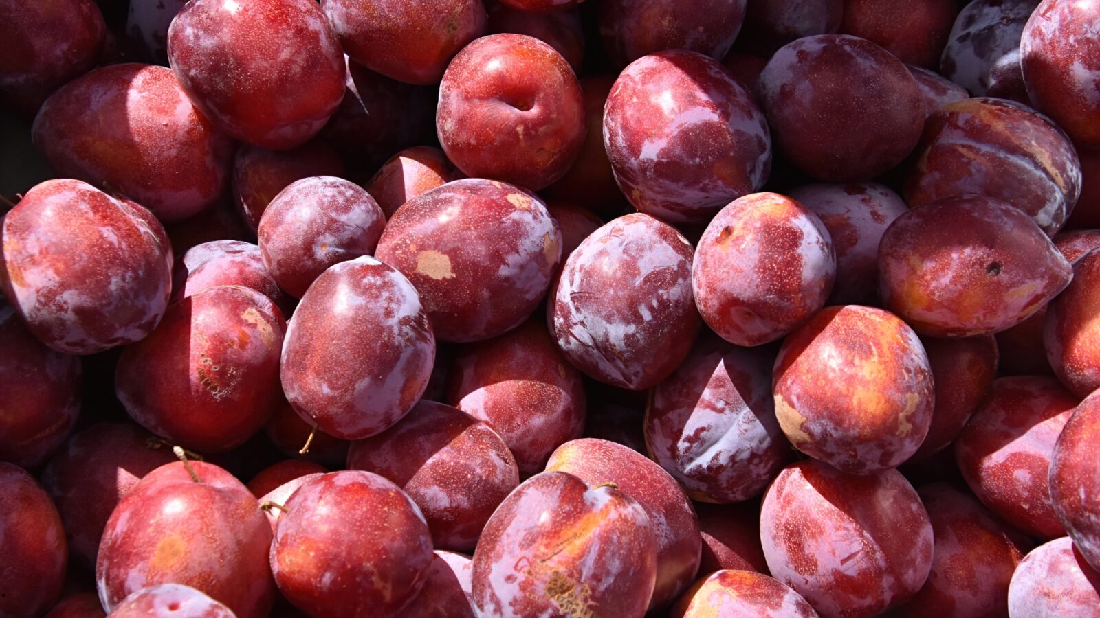Buah Ceri: Manfaat, Kandungan Nutrisi, dan Cara Mengonsumsinya dengan Tepat