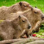 Hewan Kapibara: Fakta Menarik tentang Rodent Terbesar di Dunia