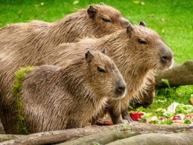 Hewan Kapibara: Fakta Menarik tentang Rodent Terbesar di Dunia