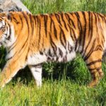 Kondisi dan Upaya Konservasi Harimau Benggala di India dan Bangladesh