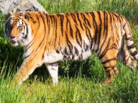 Kondisi dan Upaya Konservasi Harimau Benggala di India dan Bangladesh