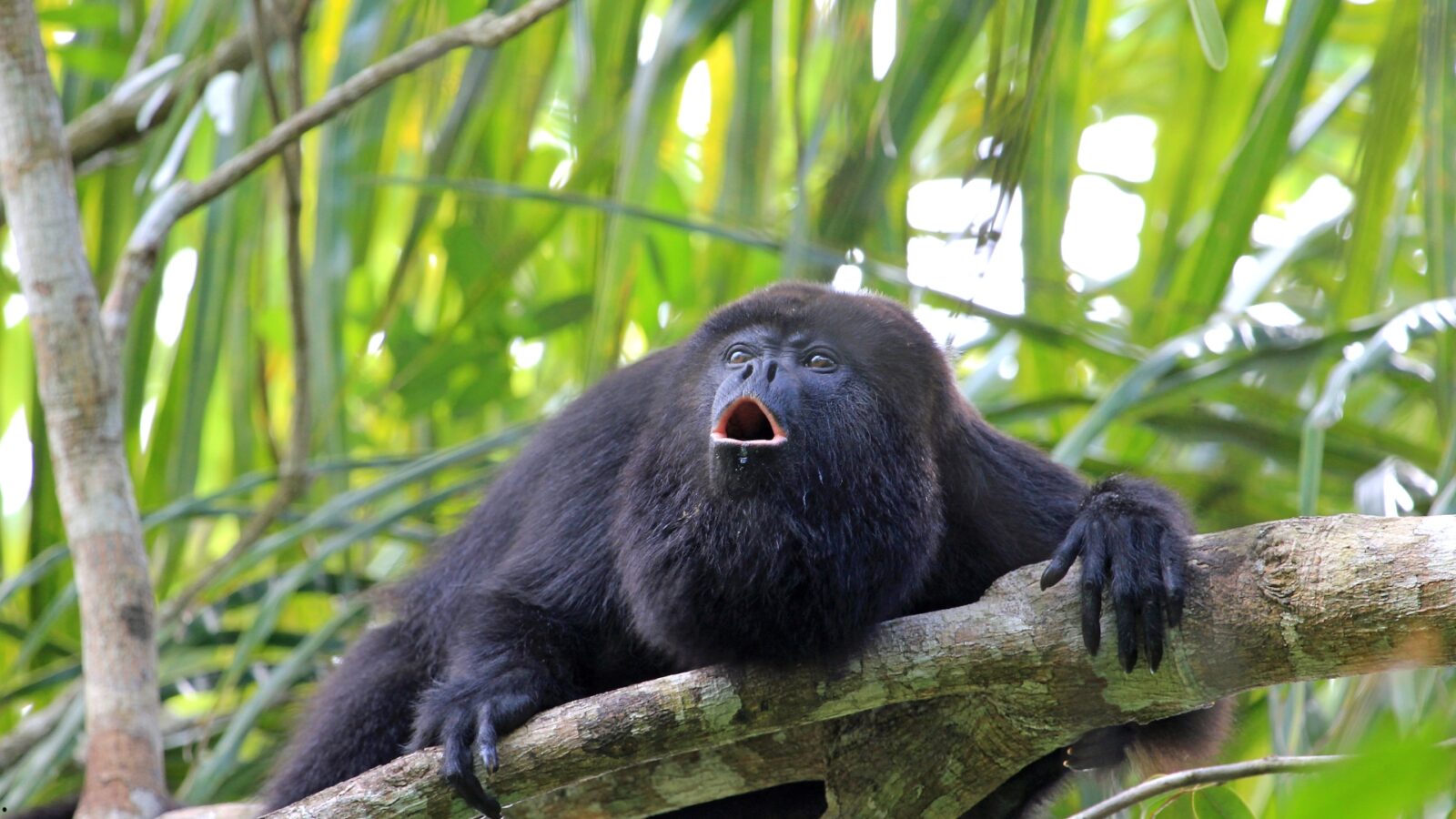 Monyet Hitam: Fakta Unik, Habitat, dan Cara Konservasi di Indonesia
