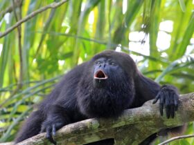 Monyet Hitam: Fakta Unik, Habitat, dan Cara Konservasi di Indonesia