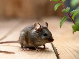 Cara Mengusir Tikus di Rumah Secara Alami dan Ampuh Tanpa Racun