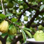 Manfaat Jambu Air untuk Kesehatan, Kandungan Nutrisi, dan Cara Budidaya yang Mudah
