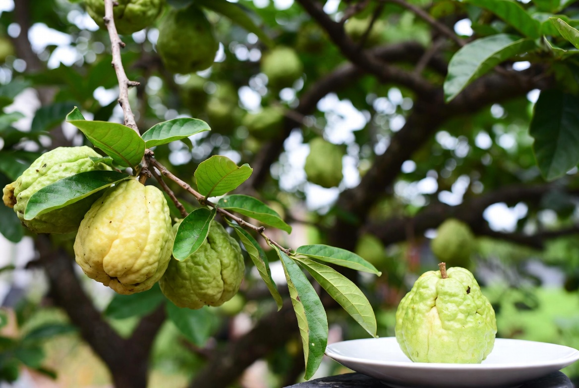 Manfaat Jambu Air untuk Kesehatan, Kandungan Nutrisi, dan Cara Budidaya yang Mudah